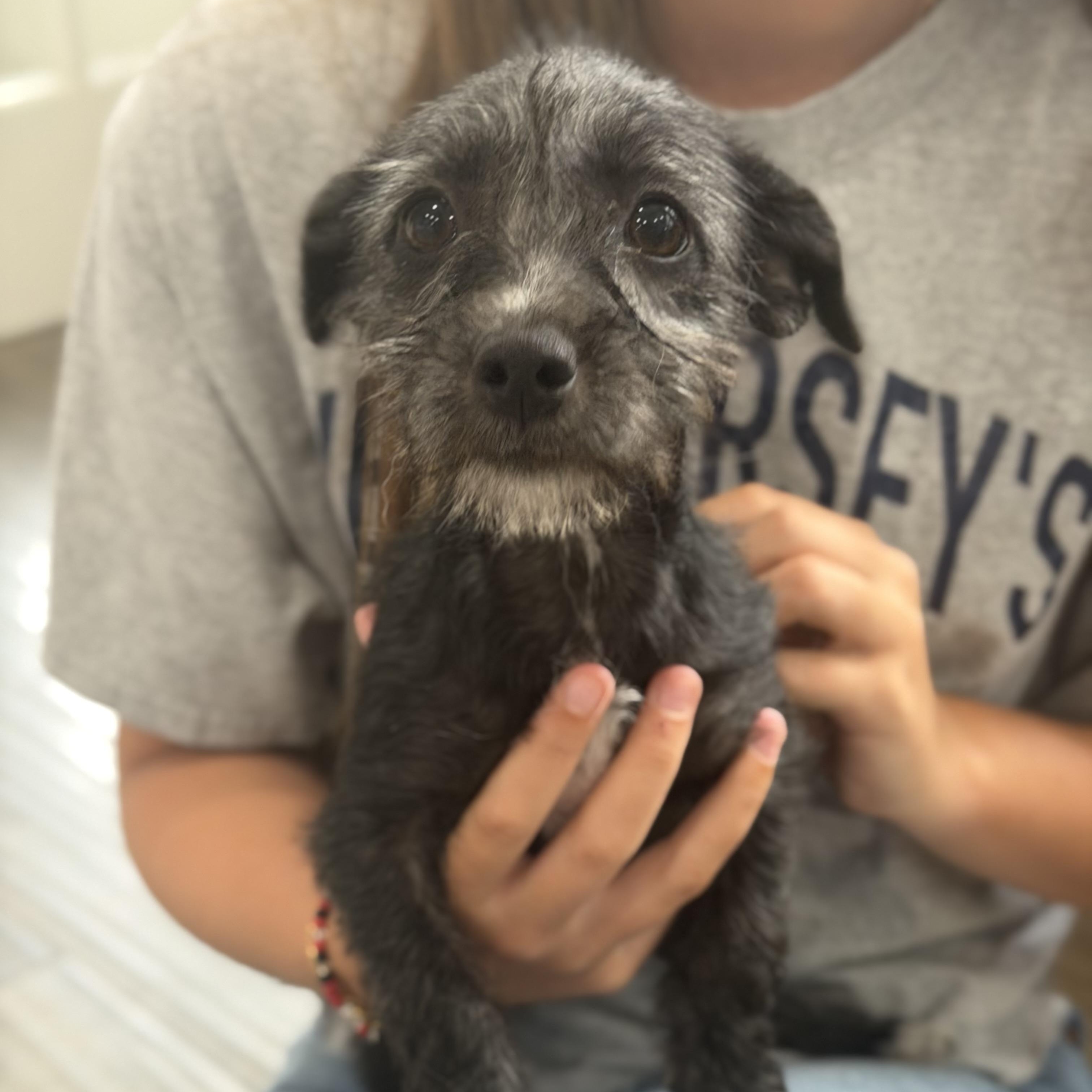 Enlarge Odessa, a ADOPTABLE mixed breed in Mahwah, NJ image 1/6