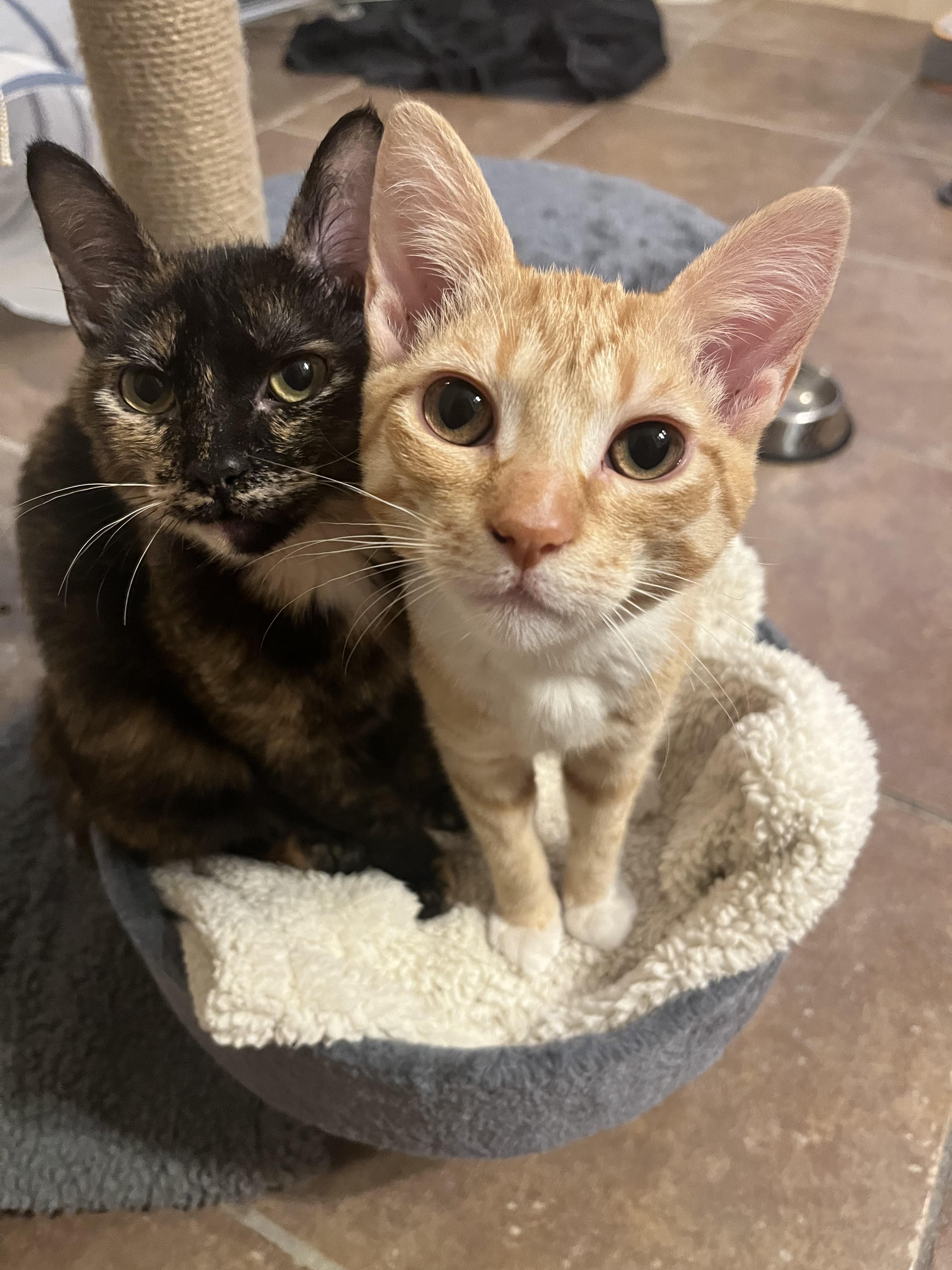 Carina, Adoptable, Kitten Female Domestic Short Hair.