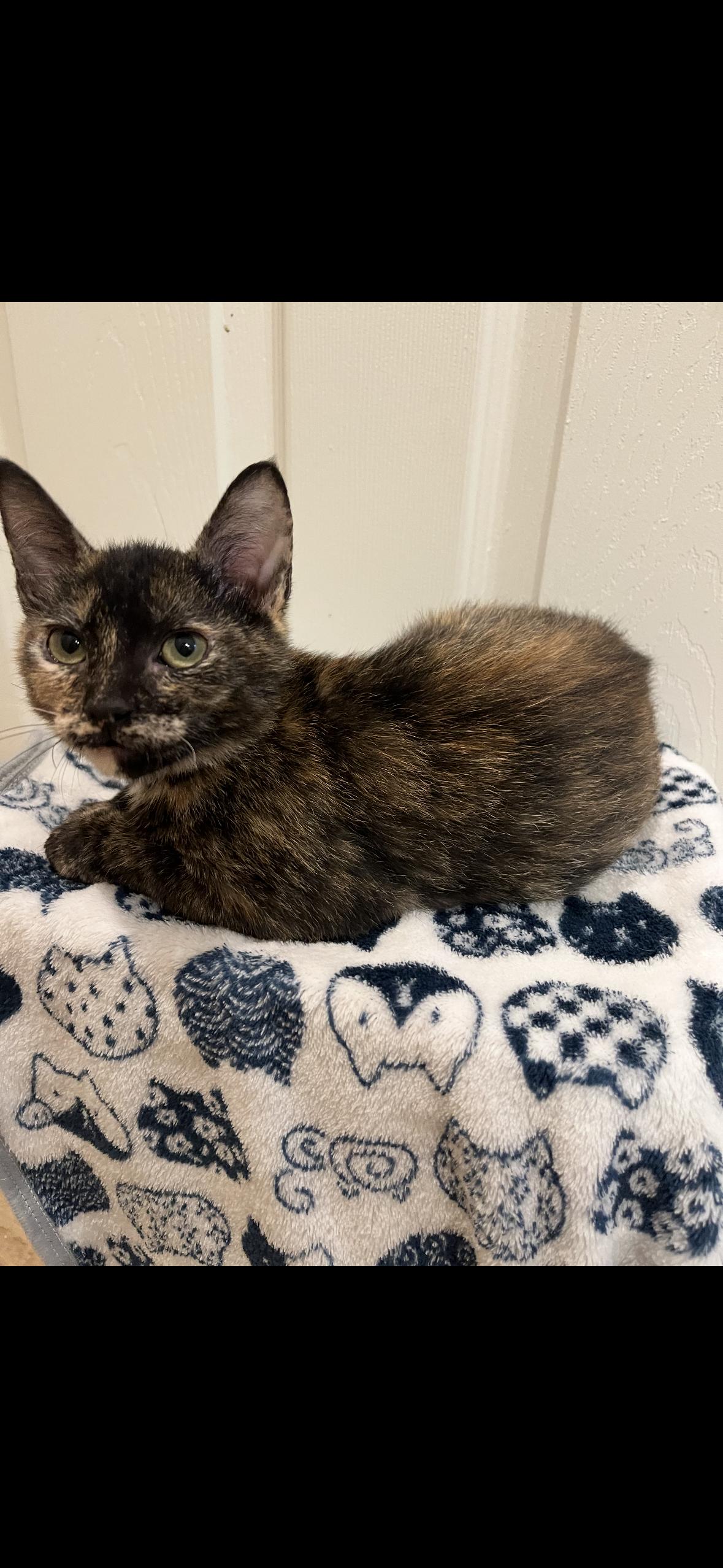 Enlarge Carina, a Adoptable Domestic Short Hair in St Petersburg, FL image 2/2