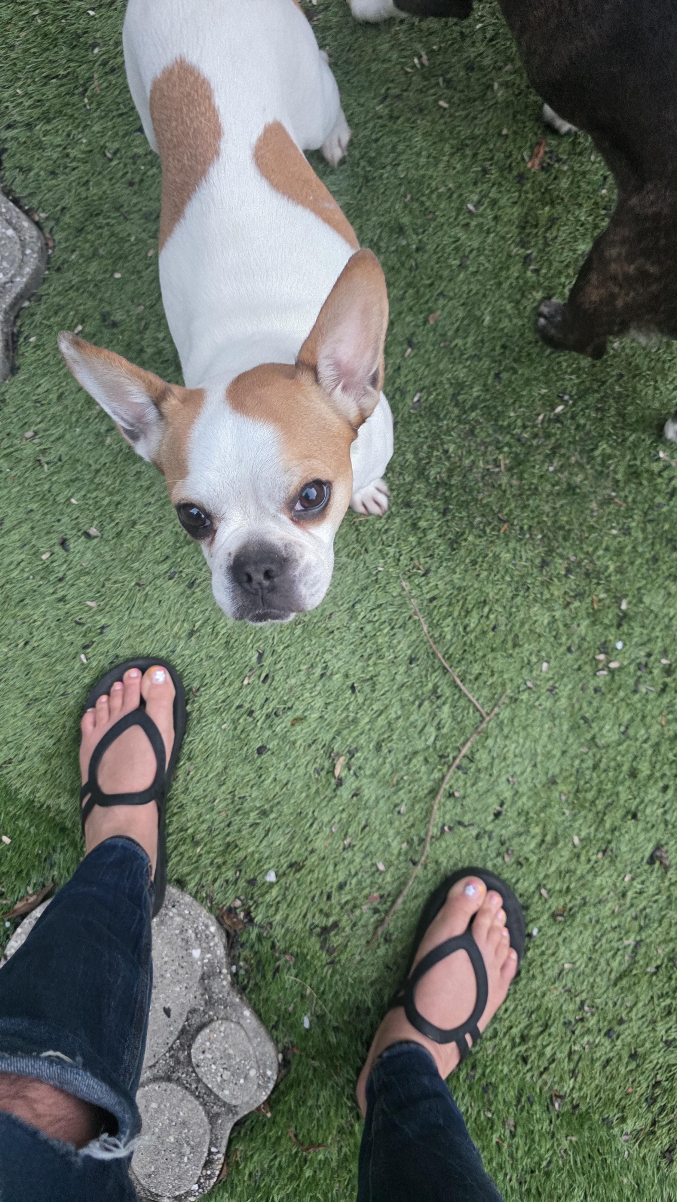 Enlarge Emma , a ADOPTABLE French Bulldog in Mary Esther, FL image 2/2