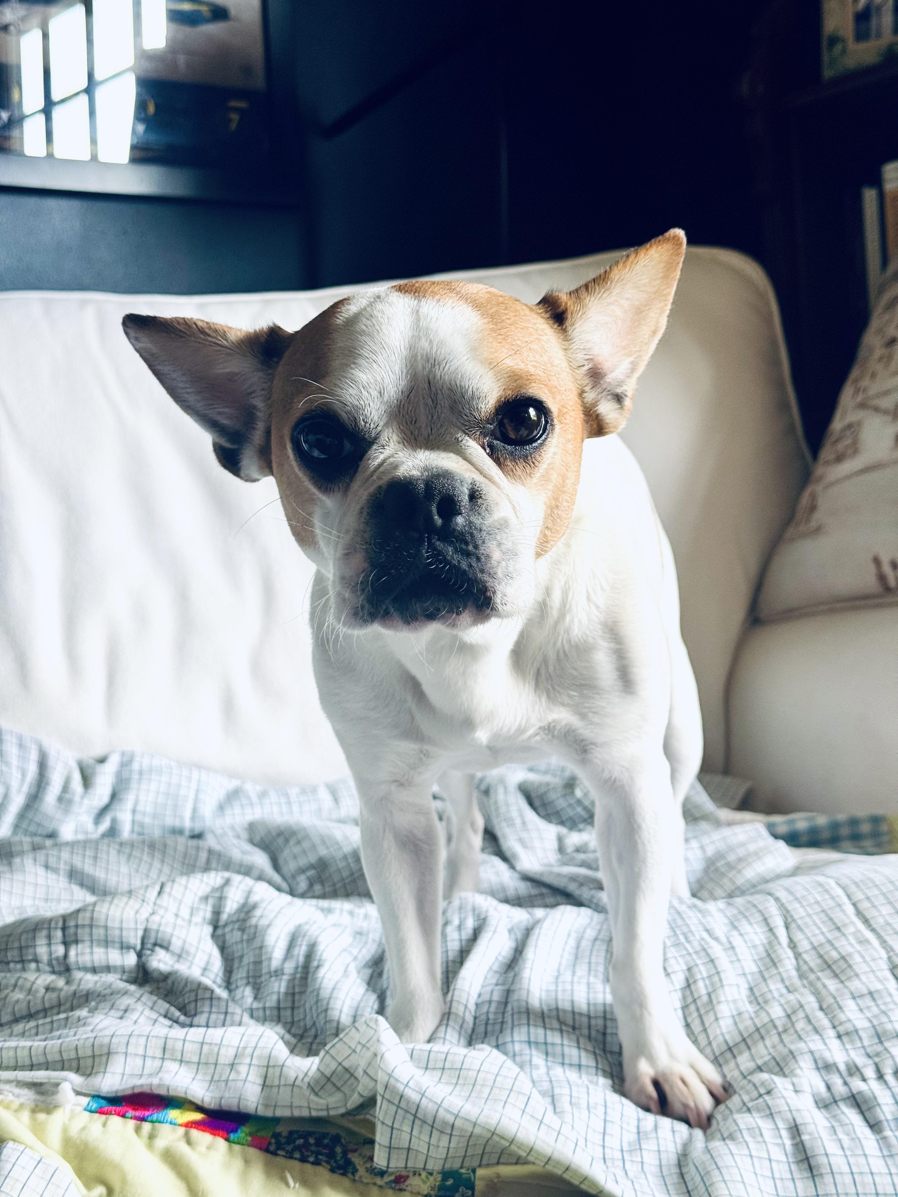 Enlarge Emma , a ADOPTABLE French Bulldog in Mary Esther, FL image 1/2