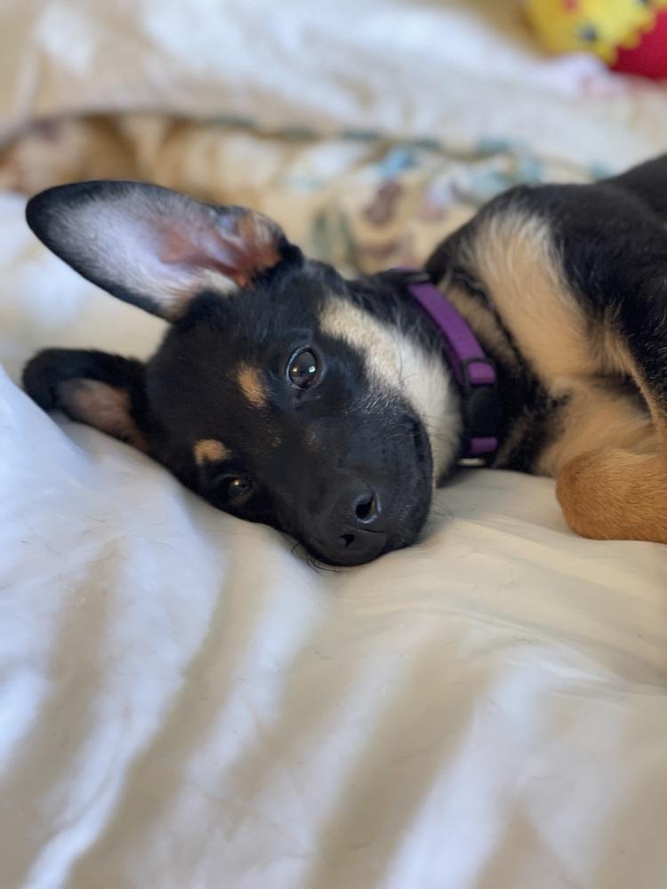 Midnight, Adoptable, Puppy Male Chihuahua & Miniature Pinscher.