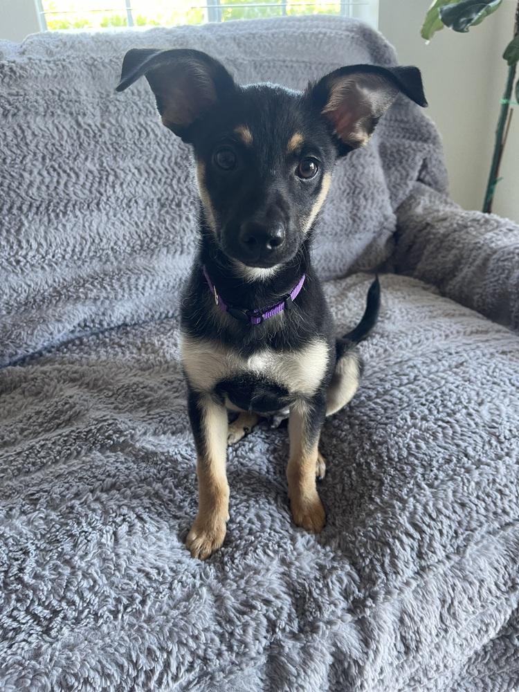 Enlarge Midnight, a Adoptable mixed breed in Pleasant Hill, CA image 2/5