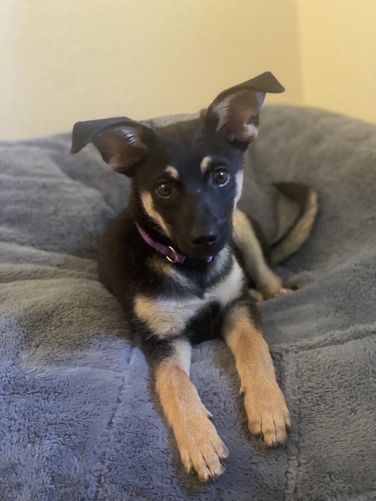 Enlarge Midnight, a Adoptable mixed breed in Pleasant Hill, CA image 3/5