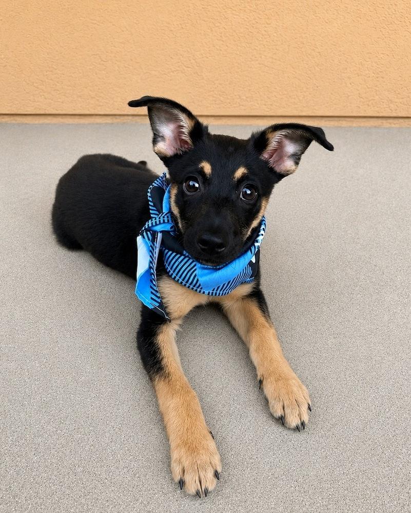 Enlarge Midnight, a Adoptable mixed breed in Pleasant Hill, CA image 4/5