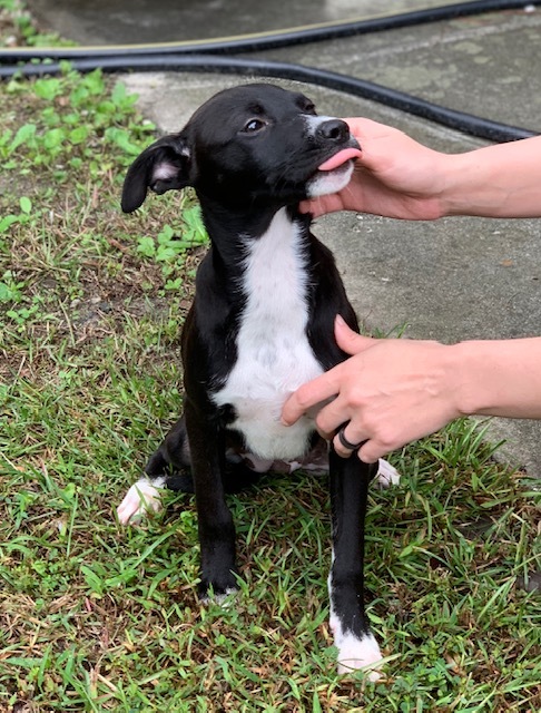 Enlarge Ivy, a Adopted mixed breed in Milford, CT image 1/4