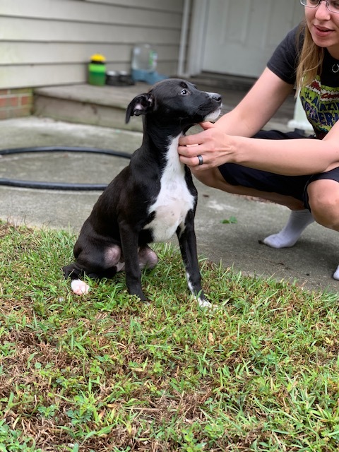Enlarge Ivy, a Adopted mixed breed in Milford, CT image 2/4