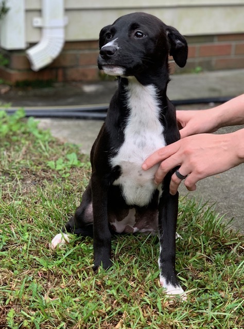 Enlarge Ivy, a Adopted mixed breed in Milford, CT image 3/4