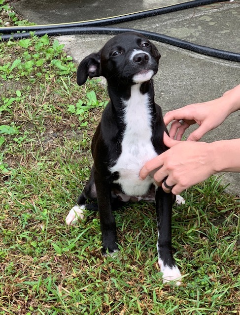 Enlarge Ivy, a Adopted mixed breed in Milford, CT image 4/4