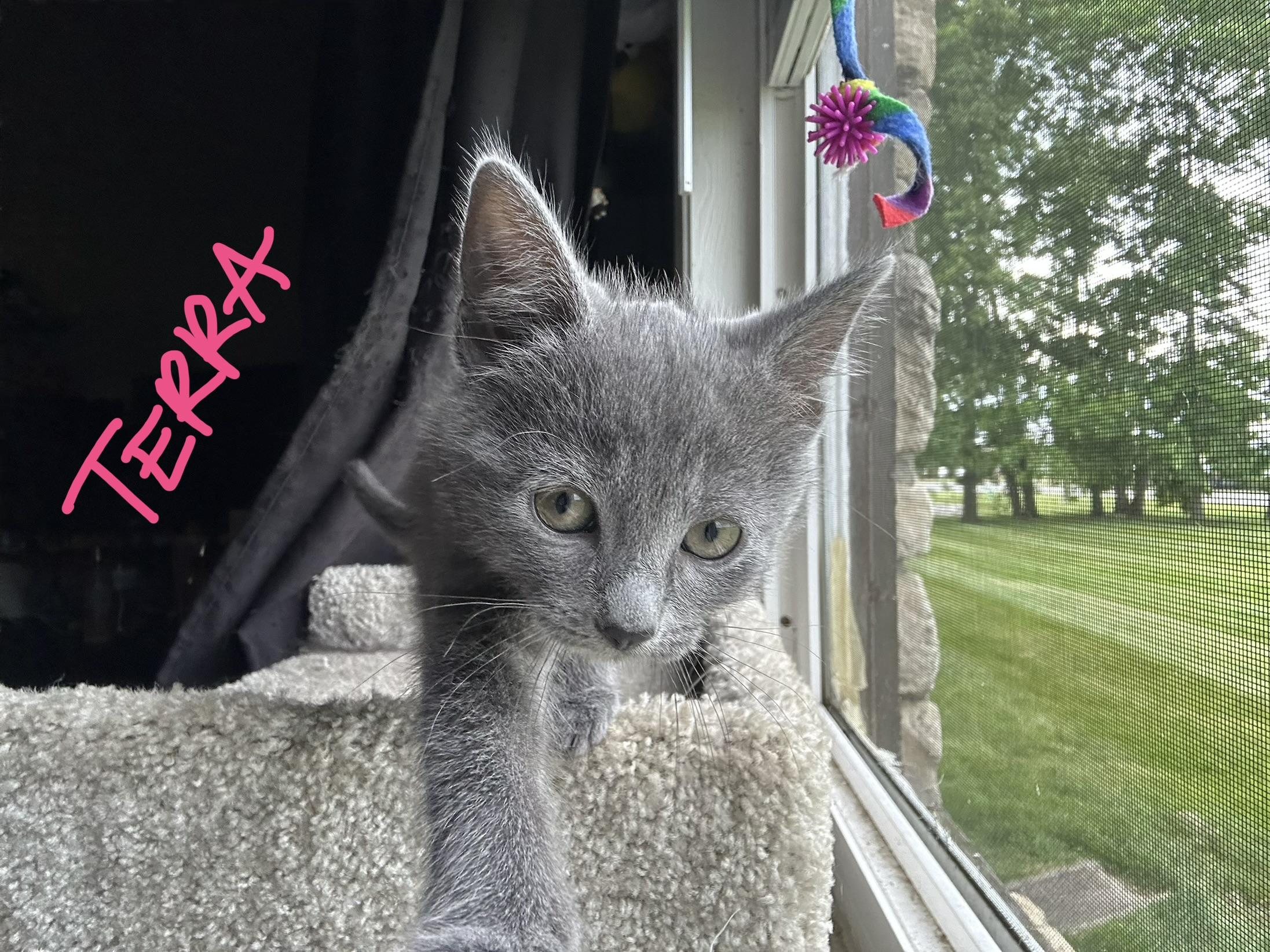 Terra, Adoptable, Kitten Female Domestic Short Hair.