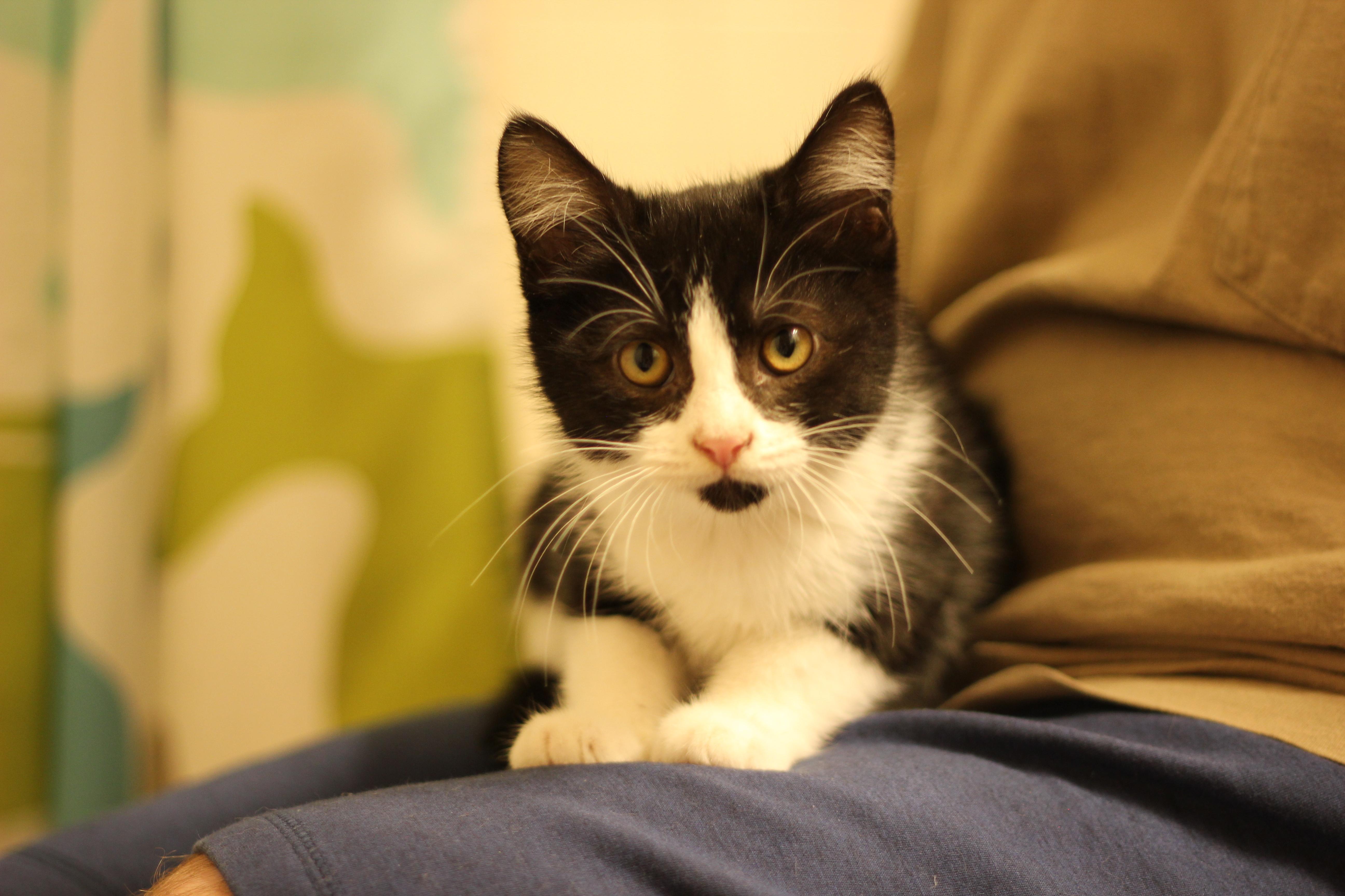 Kala, a Adopted Domestic Short Hair in Gig Harbor, WA image 3/6