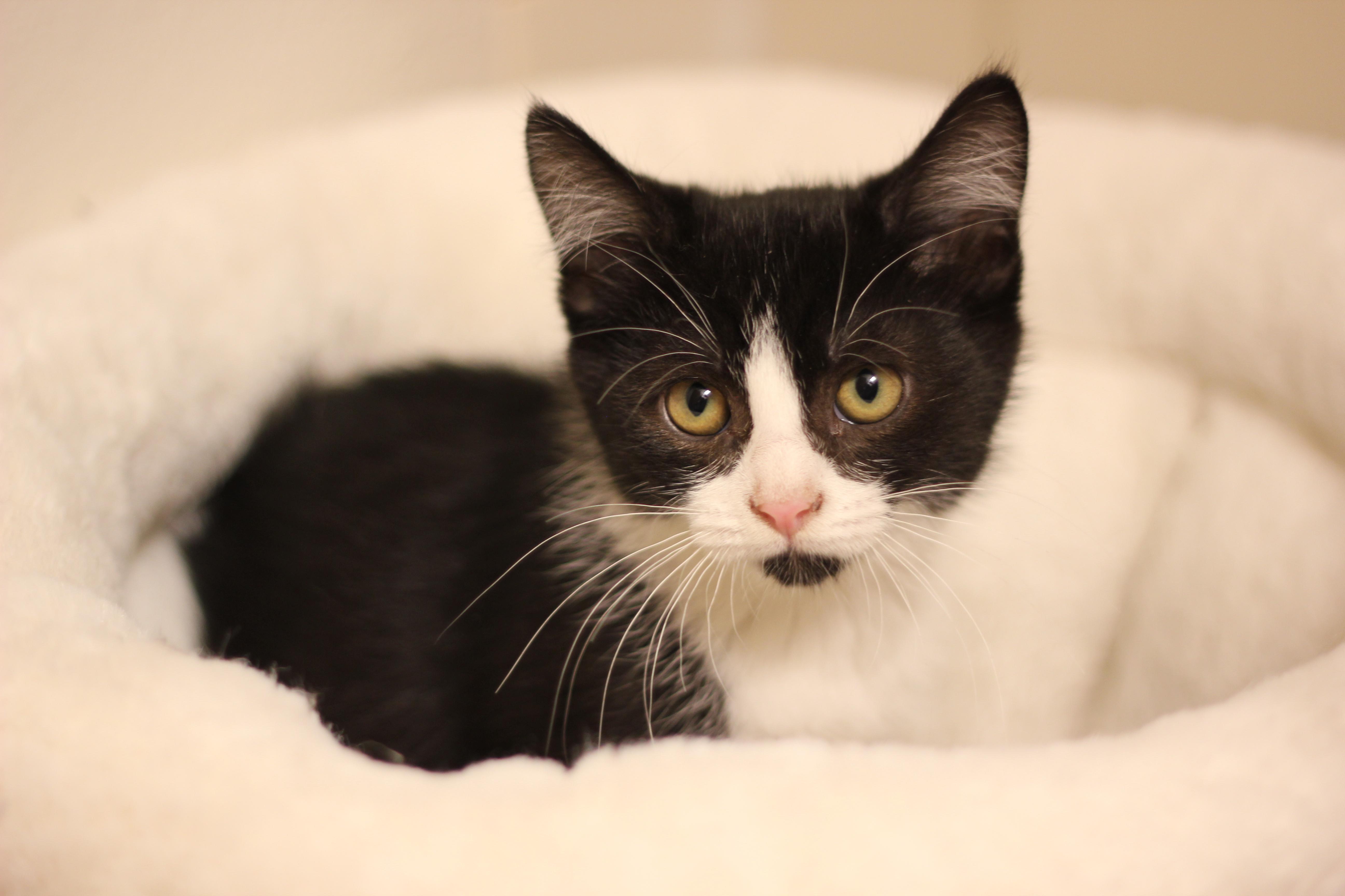 Kala, a Adopted Domestic Short Hair in Gig Harbor, WA image 4/6