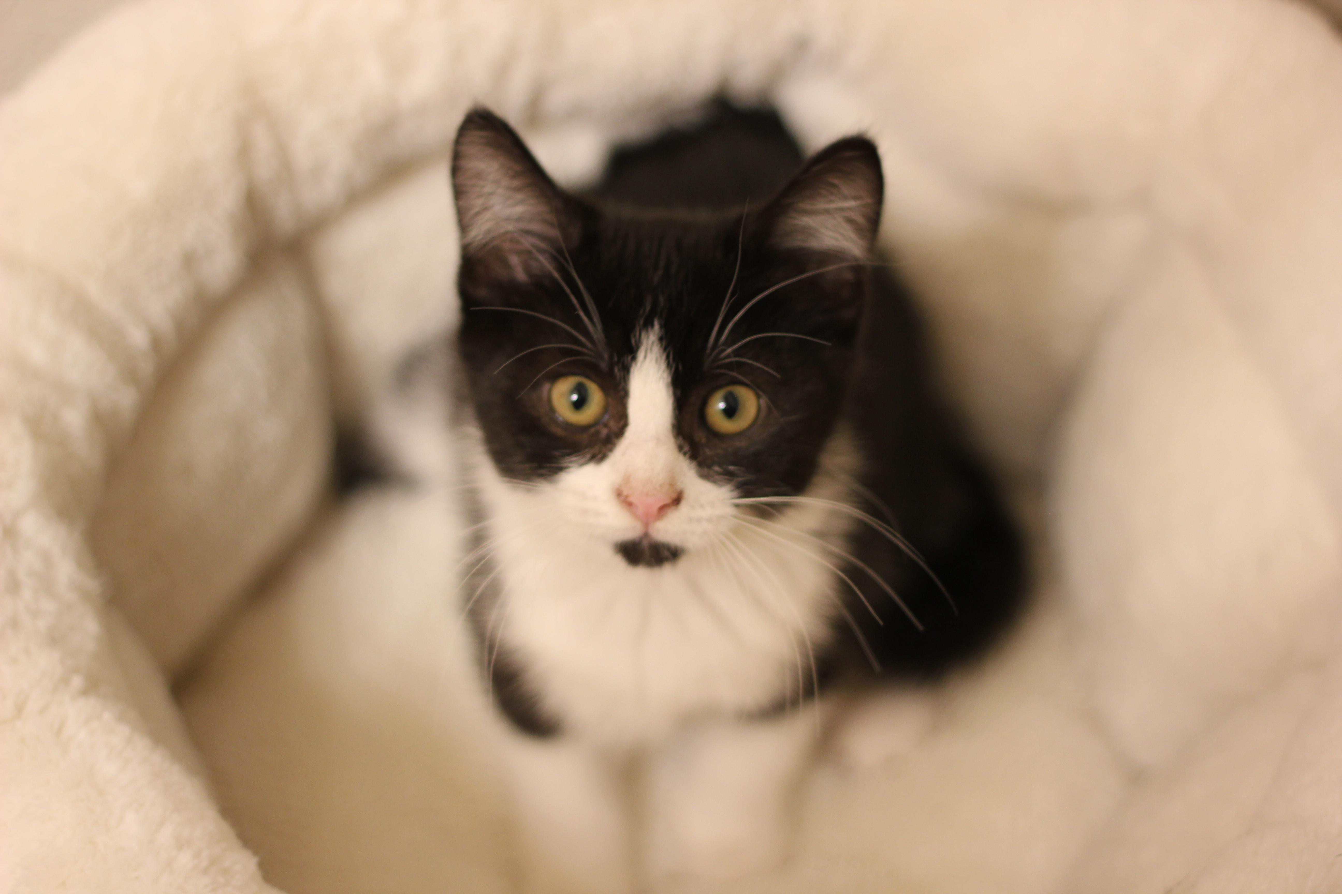 Kala, a Adopted Domestic Short Hair in Gig Harbor, WA image 5/6