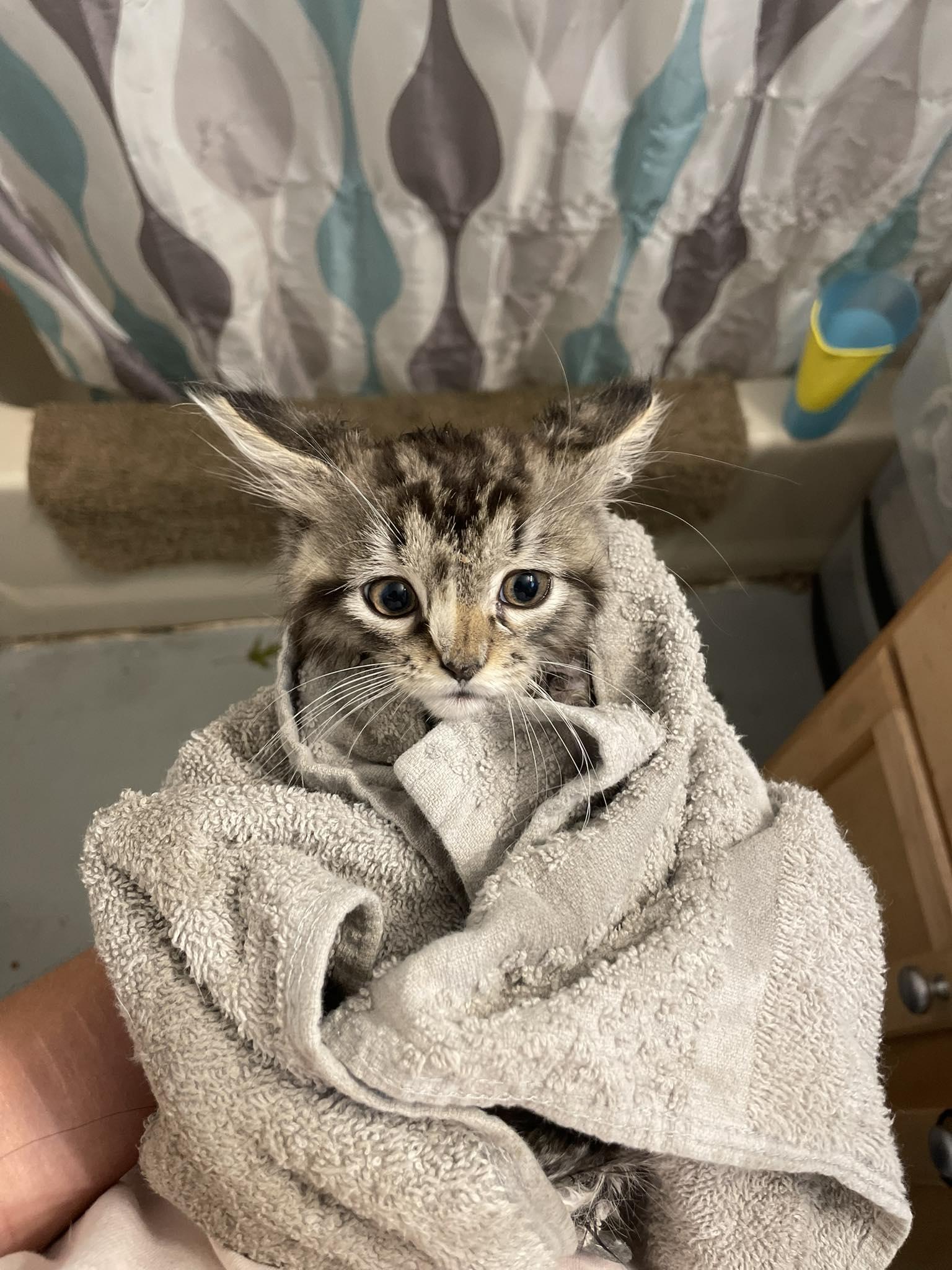 Onyx, Adopted, Young Female Domestic Long Hair.