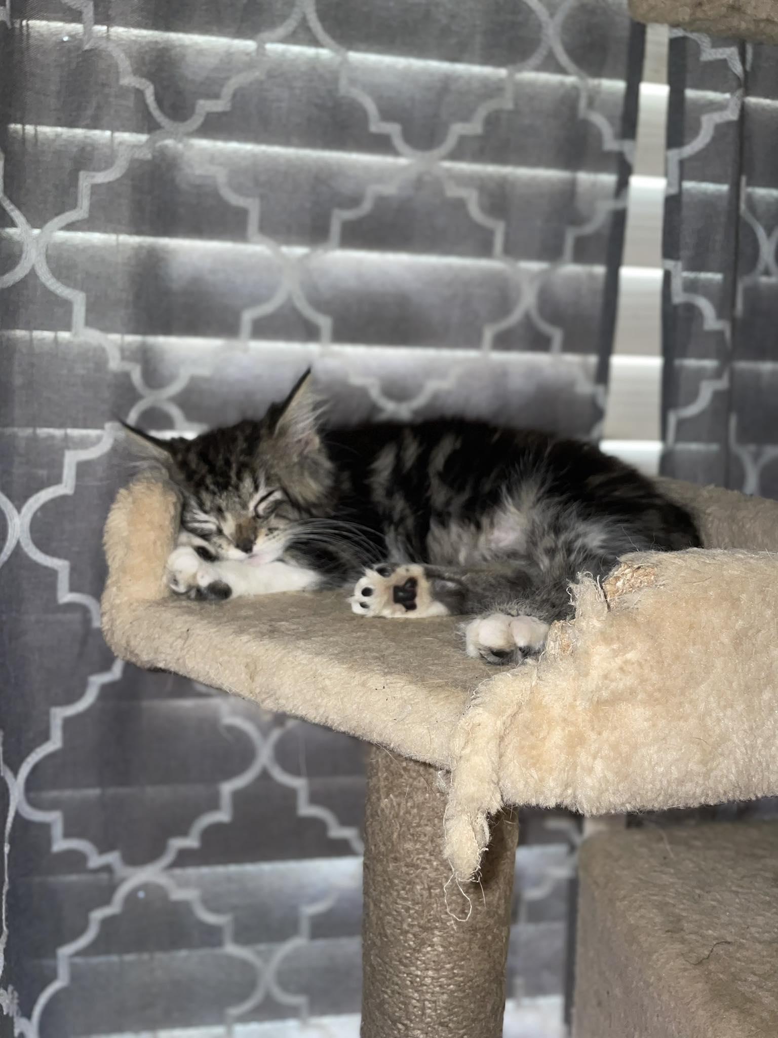 Enlarge Onyx, a Adopted Domestic Long Hair in Terre Haute, IN image 2/4