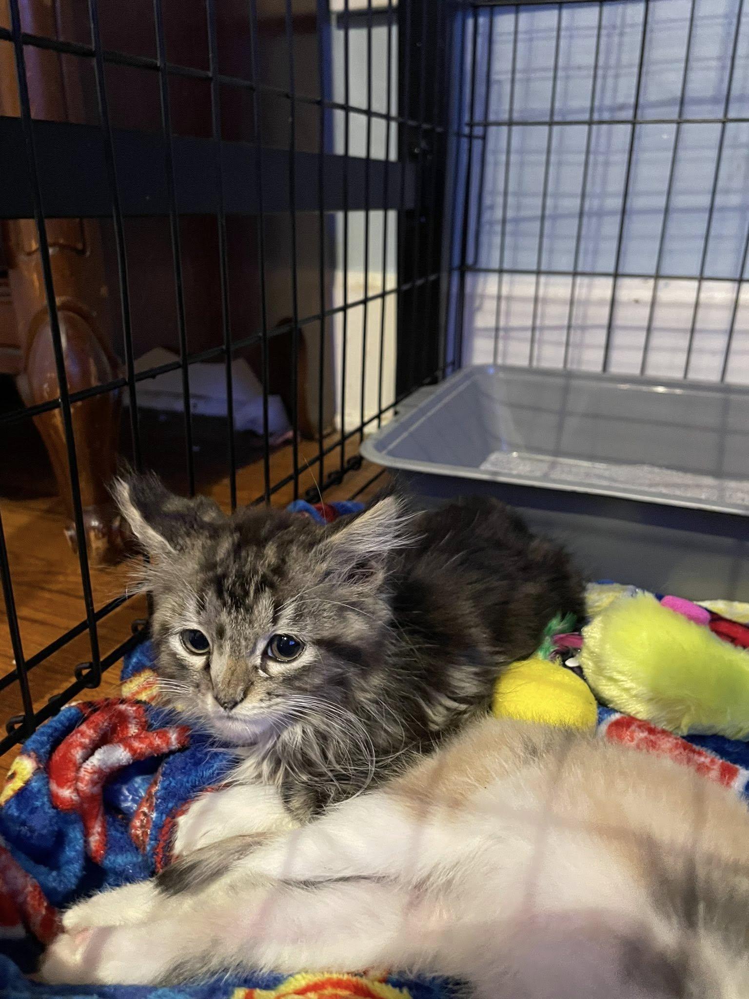 Enlarge Onyx, a Adopted Domestic Long Hair in Terre Haute, IN image 3/4