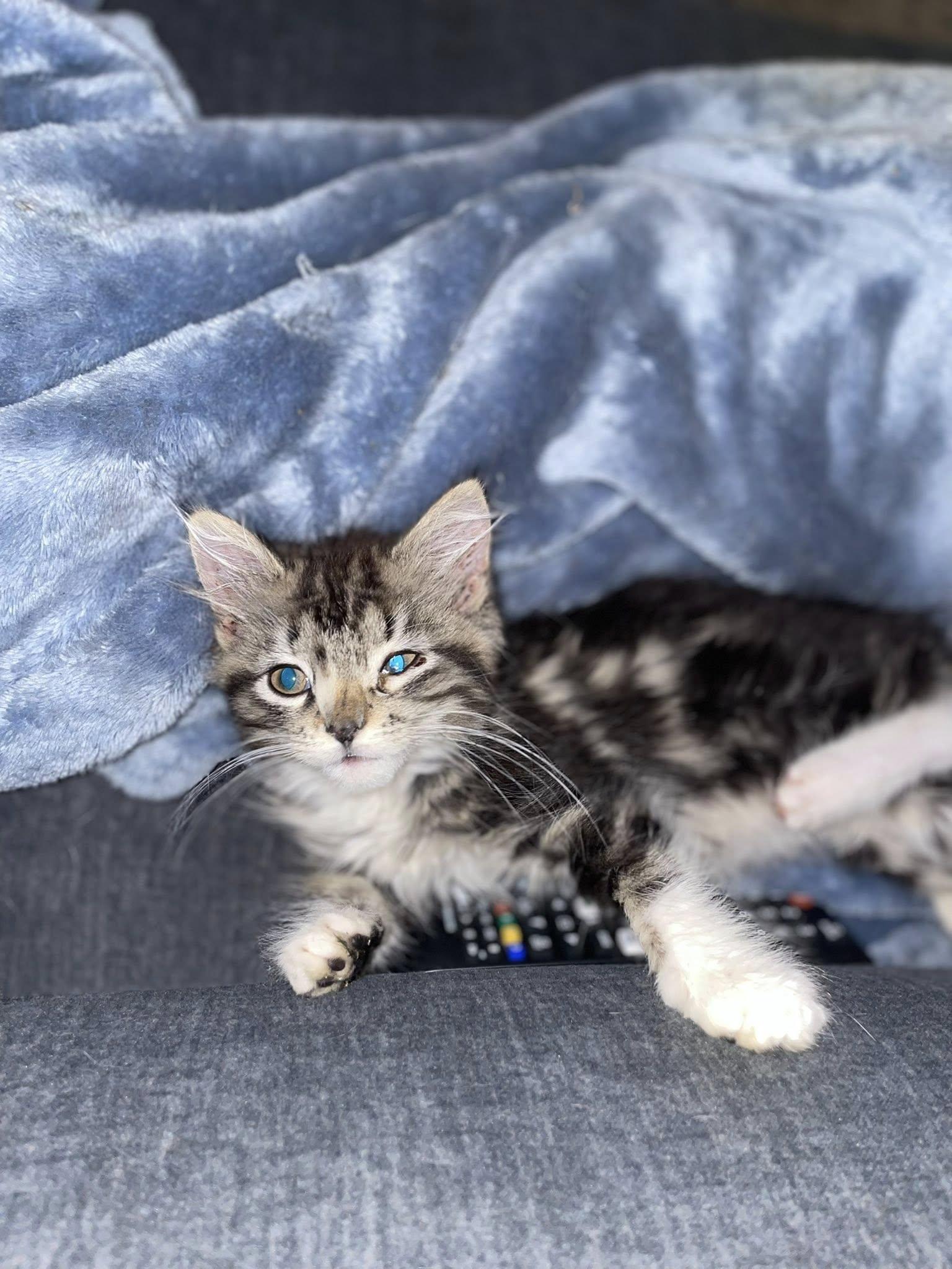 Enlarge Onyx, a Adopted Domestic Long Hair in Terre Haute, IN image 4/4