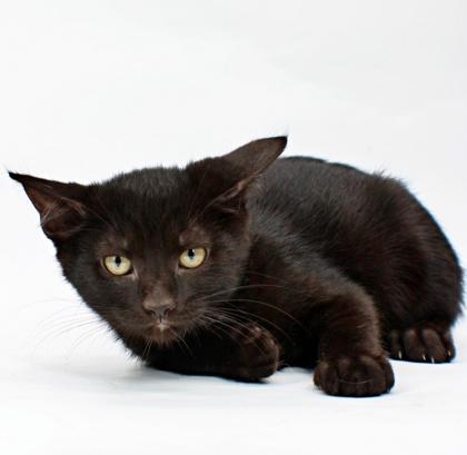 Lars, Adoptable, Kitten Male Domestic Short Hair & Domestic Short Hair.