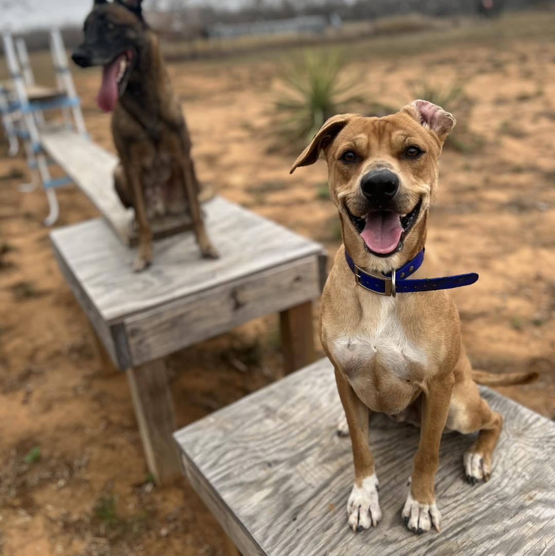 Benson, adopted, Adult Male Labrador Retriever & Miniature Schnauzer.