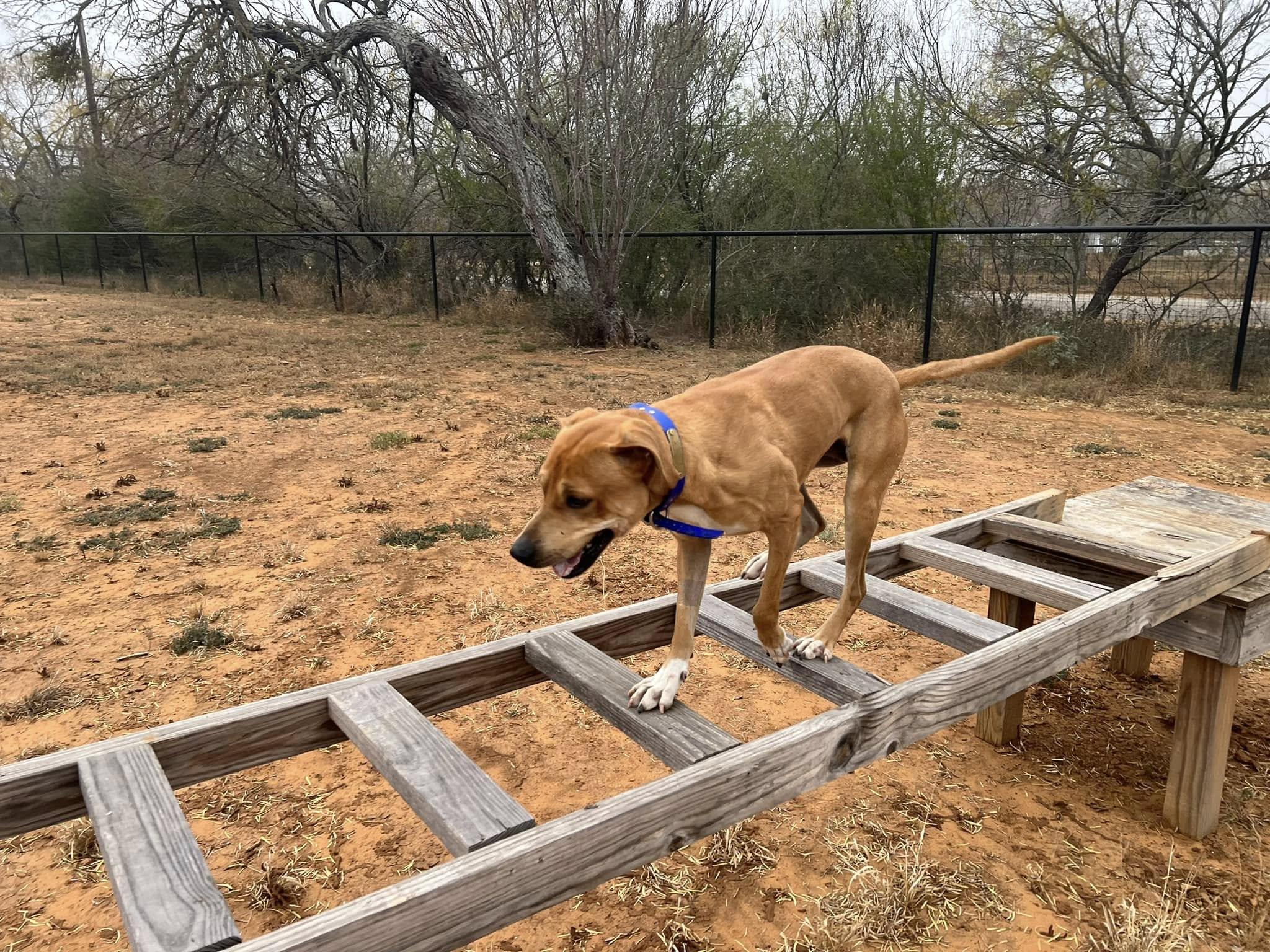 Enlarge Benson, an adopted mixed breed in Lytle, TX image 2/5