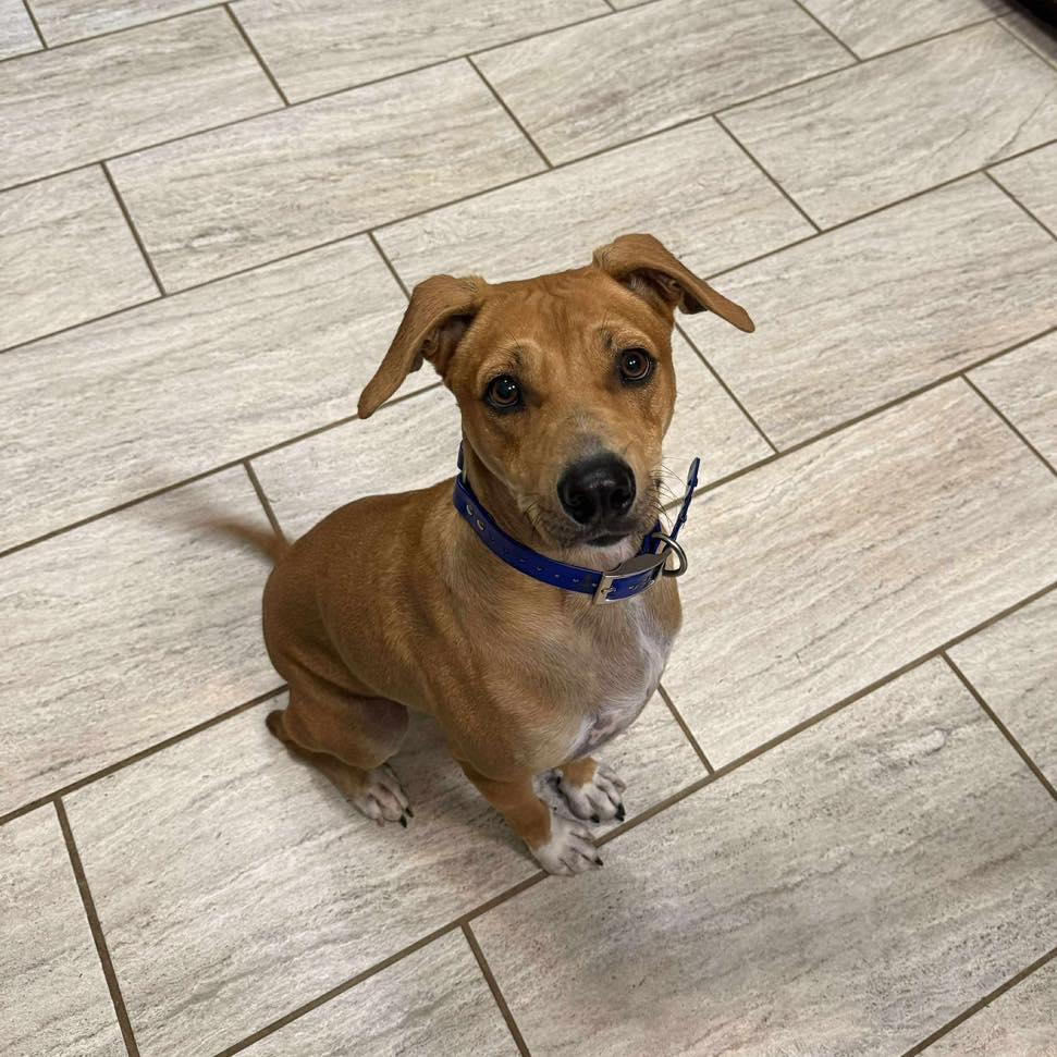 Enlarge Benson, an adopted mixed breed in Lytle, TX image 3/5