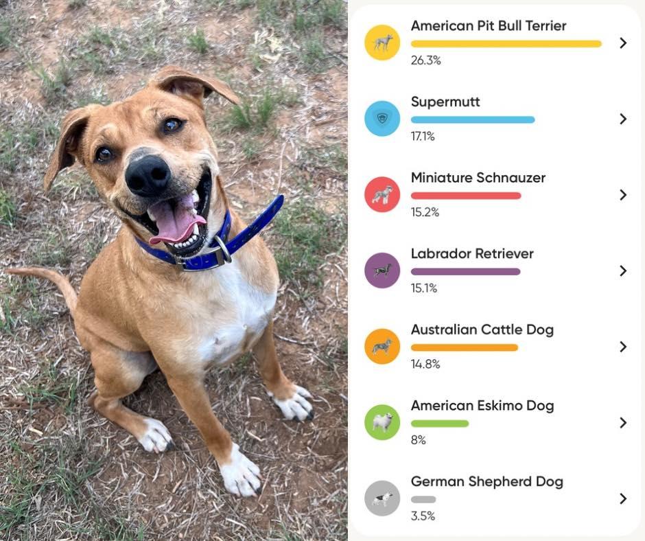 Enlarge Benson, an adopted mixed breed in Lytle, TX image 4/5