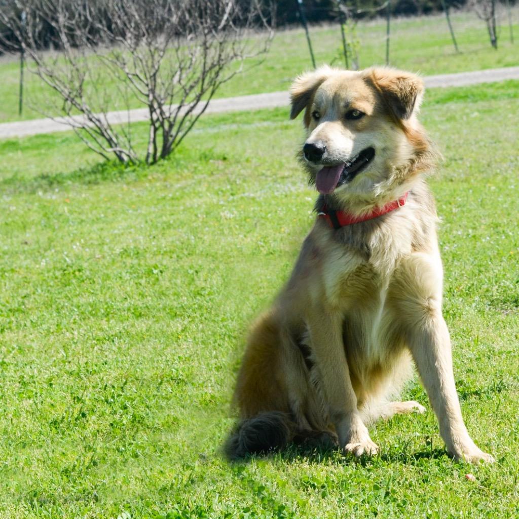 Pinto, Adoptable, Adult Male Collie & Mixed Breed.