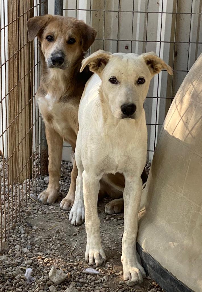 Enlarge Pinto, a Adoptable mixed breed in Quinlan, TX image 2/6