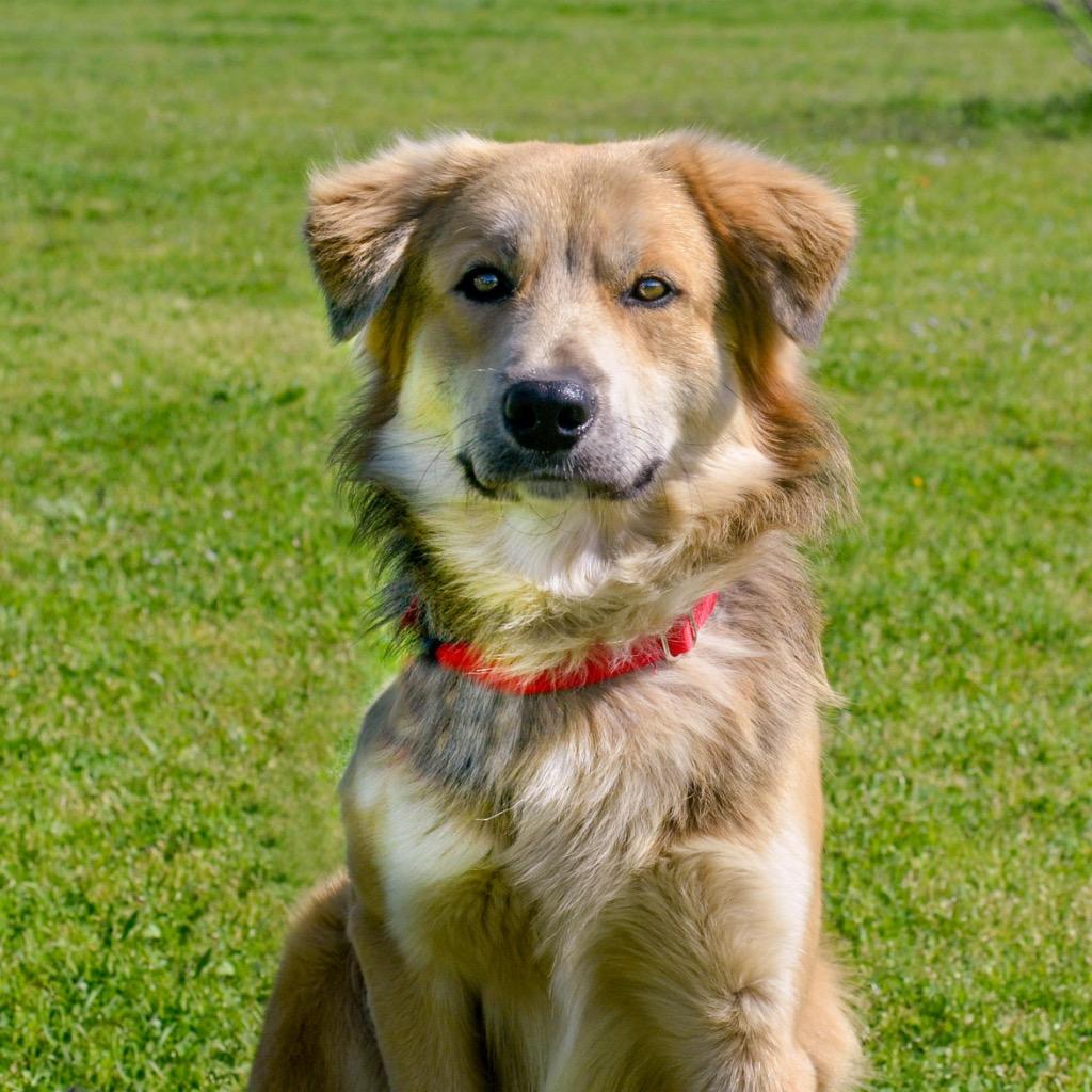 Enlarge Pinto, a Adoptable mixed breed in Quinlan, TX image 3/6
