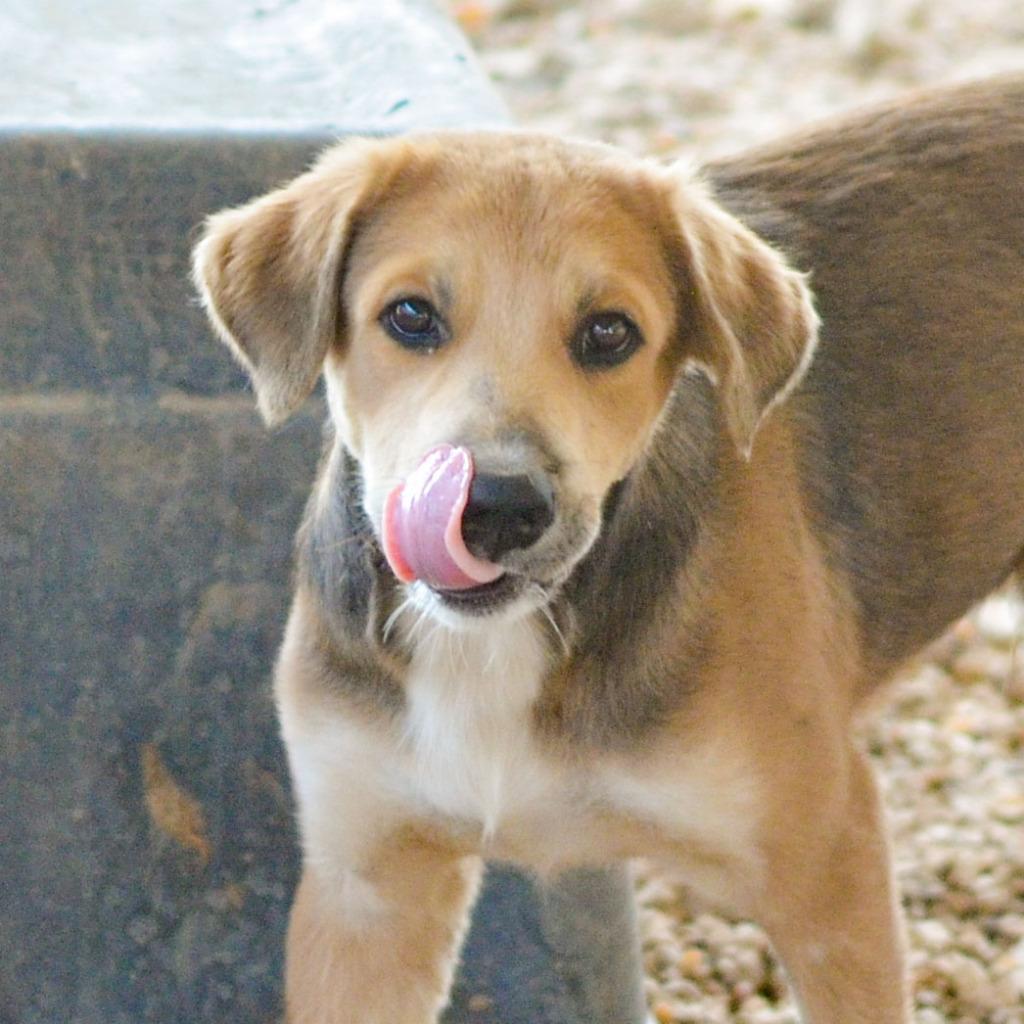 Enlarge Pinto, a Adoptable mixed breed in Quinlan, TX image 4/6