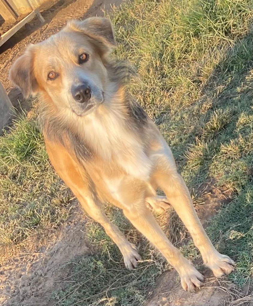Enlarge Pinto, a Adoptable mixed breed in Quinlan, TX image 5/6