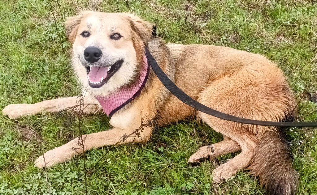 Enlarge Pinto, a Adoptable mixed breed in Quinlan, TX image 6/6