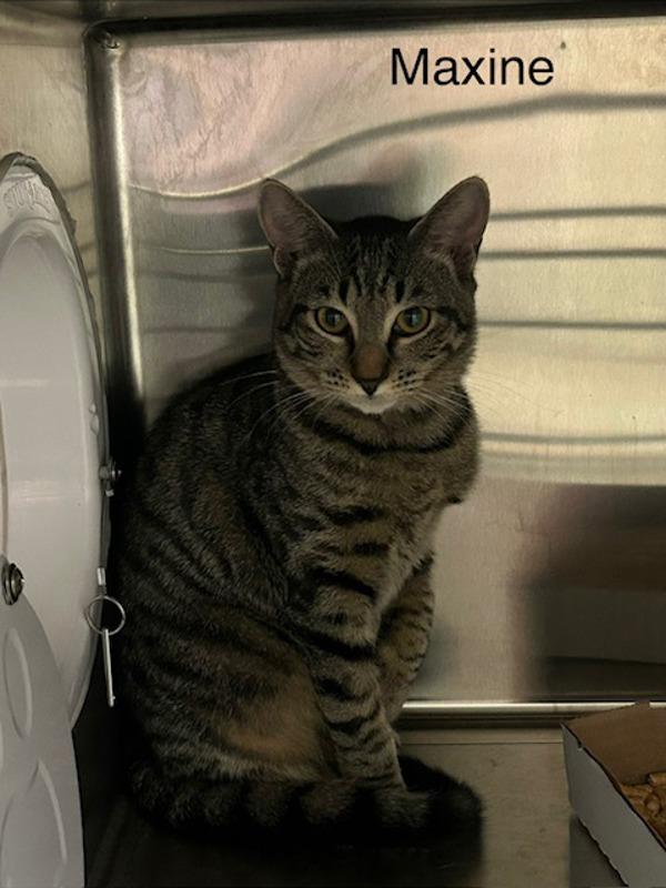 Maxine, Adoptable, Young Female Domestic Short Hair.