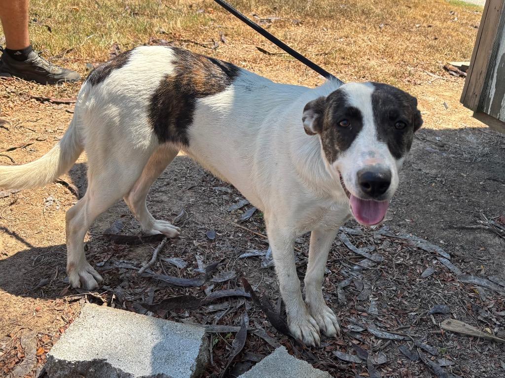 Greta, Adoptable, Puppy Female Mixed Breed.