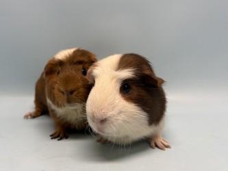 Thunder, Adoptable, Adult Male Guinea Pig & Guinea Pig.