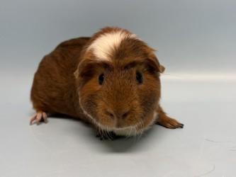 Enlarge Thunder, a Adoptable mixed breed in Golden Valley, MN image 2/2