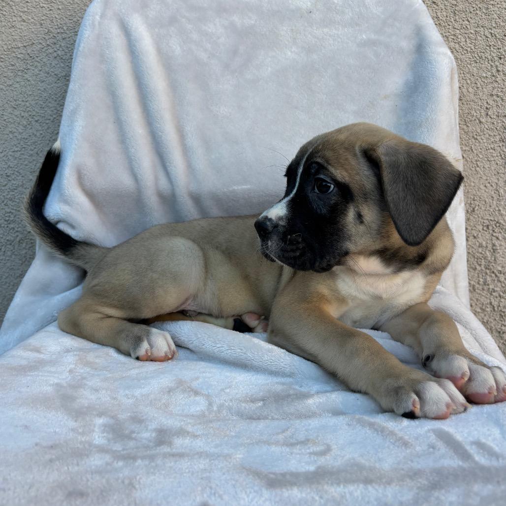 Dipper, Adoptable, Puppy Male Boxer.