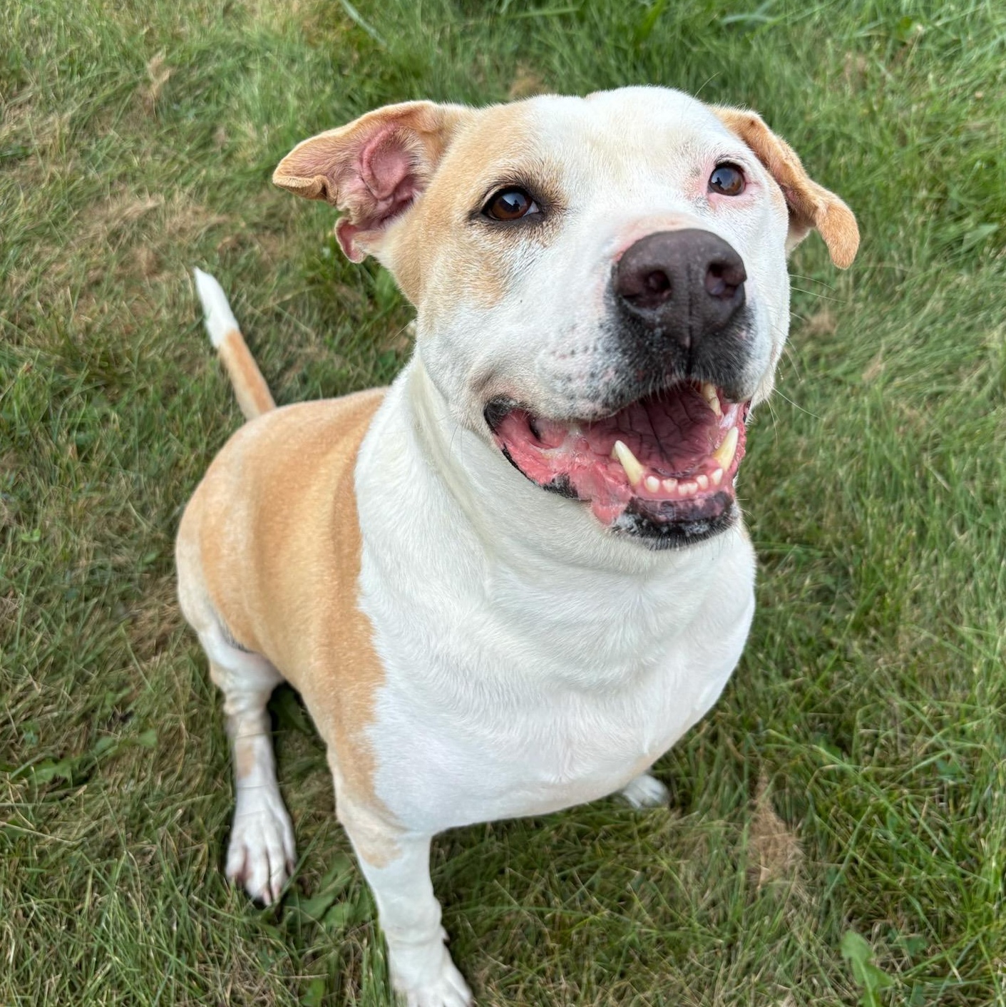 FATBOI, ADOPTABLE, Adult Male Pit Bull Terrier.