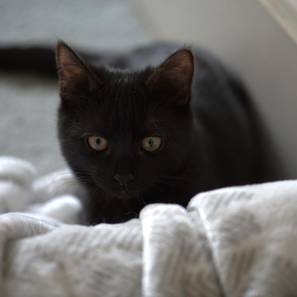 Boom Boom (In Foster), Adoptable, Kitten Female Domestic Short Hair.