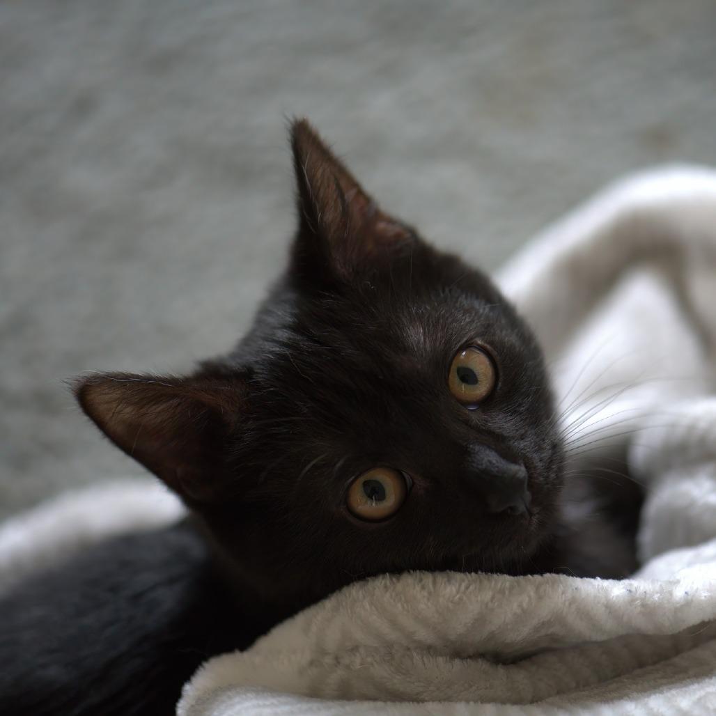 Enlarge Boom Boom (In Foster), a Adoptable Domestic Short Hair in East Smithfield , PA image 2/6