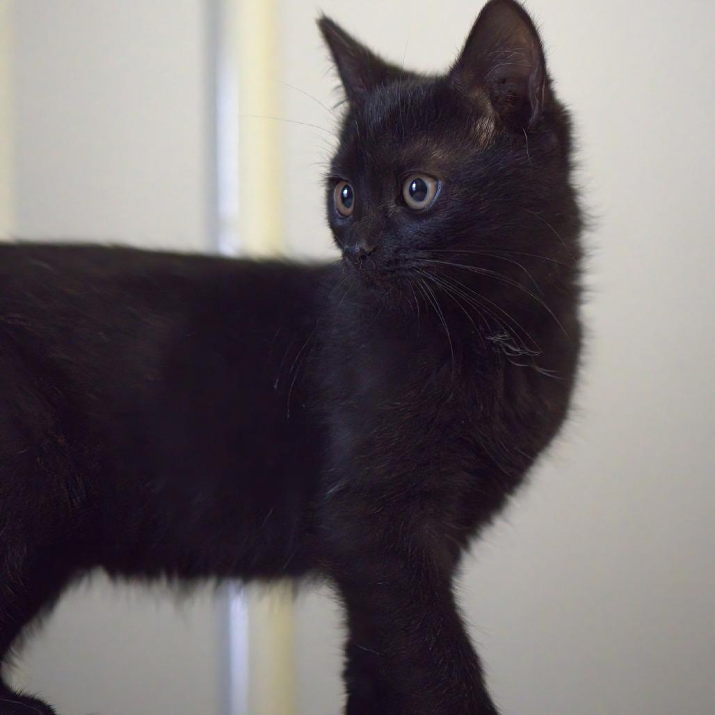 Enlarge Boom Boom (In Foster), a Adoptable Domestic Short Hair in East Smithfield , PA image 3/6