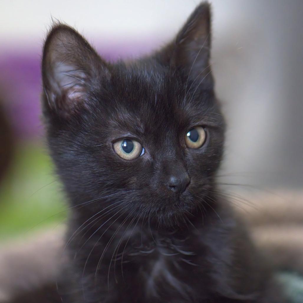Enlarge Boom Boom (In Foster), a Adoptable Domestic Short Hair in East Smithfield , PA image 4/6