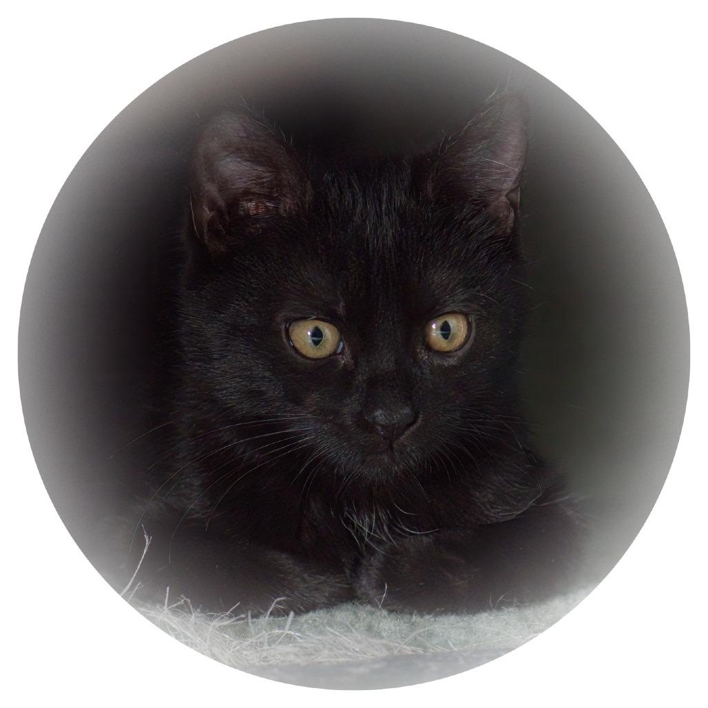 Enlarge Boom Boom (In Foster), a Adoptable Domestic Short Hair in East Smithfield , PA image 5/6