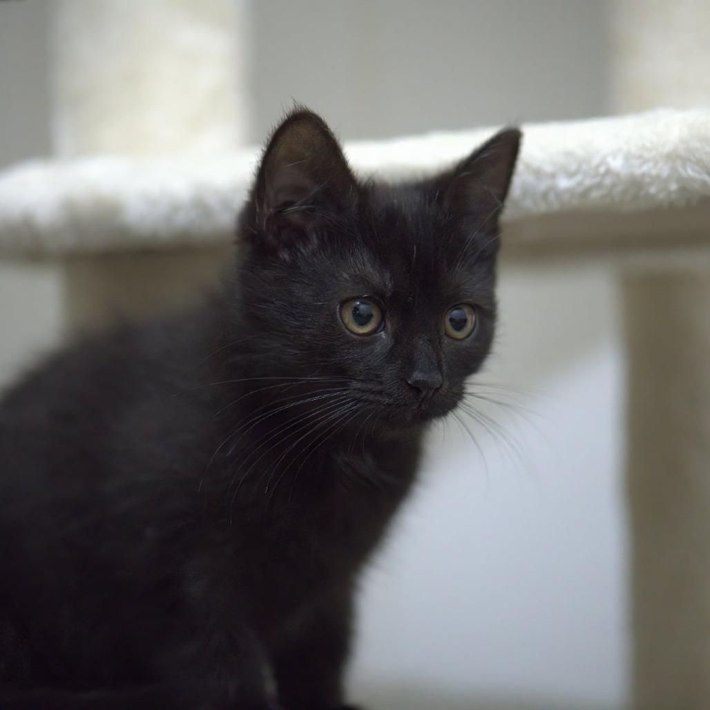 Enlarge Boom Boom (In Foster), a Adoptable Domestic Short Hair in East Smithfield , PA image 6/6