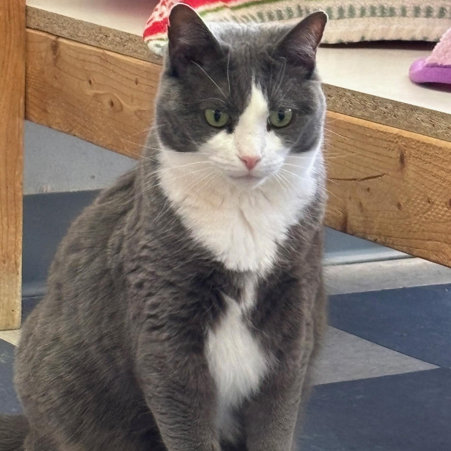Princess-FeLV+, an adoptable mixed breed in Germansville, PA image 2/4