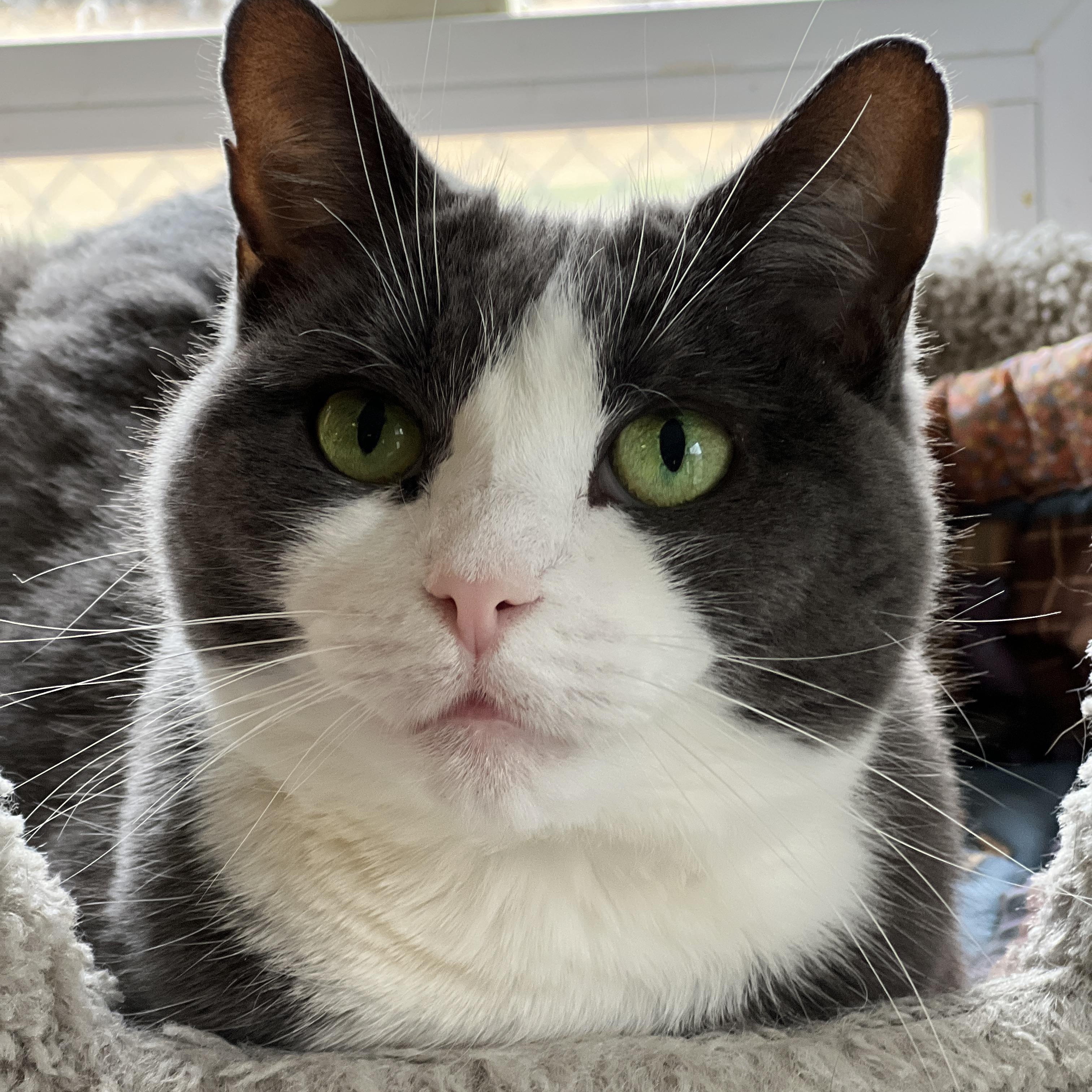 Princess-FeLV+, adoptable, Adult Female Domestic Short Hair.
