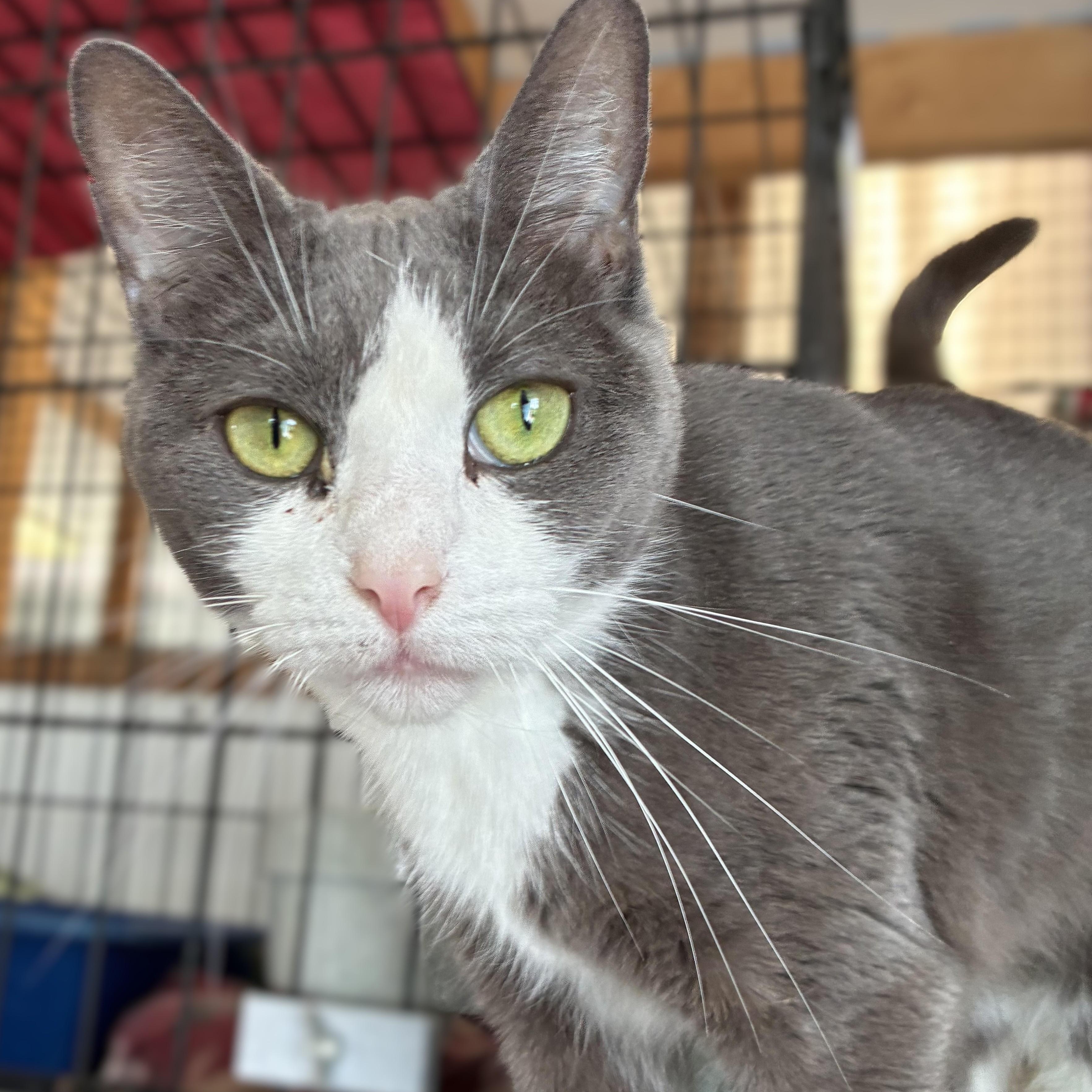 Princess-FeLV+, an adoptable mixed breed in Germansville, PA image 3/4