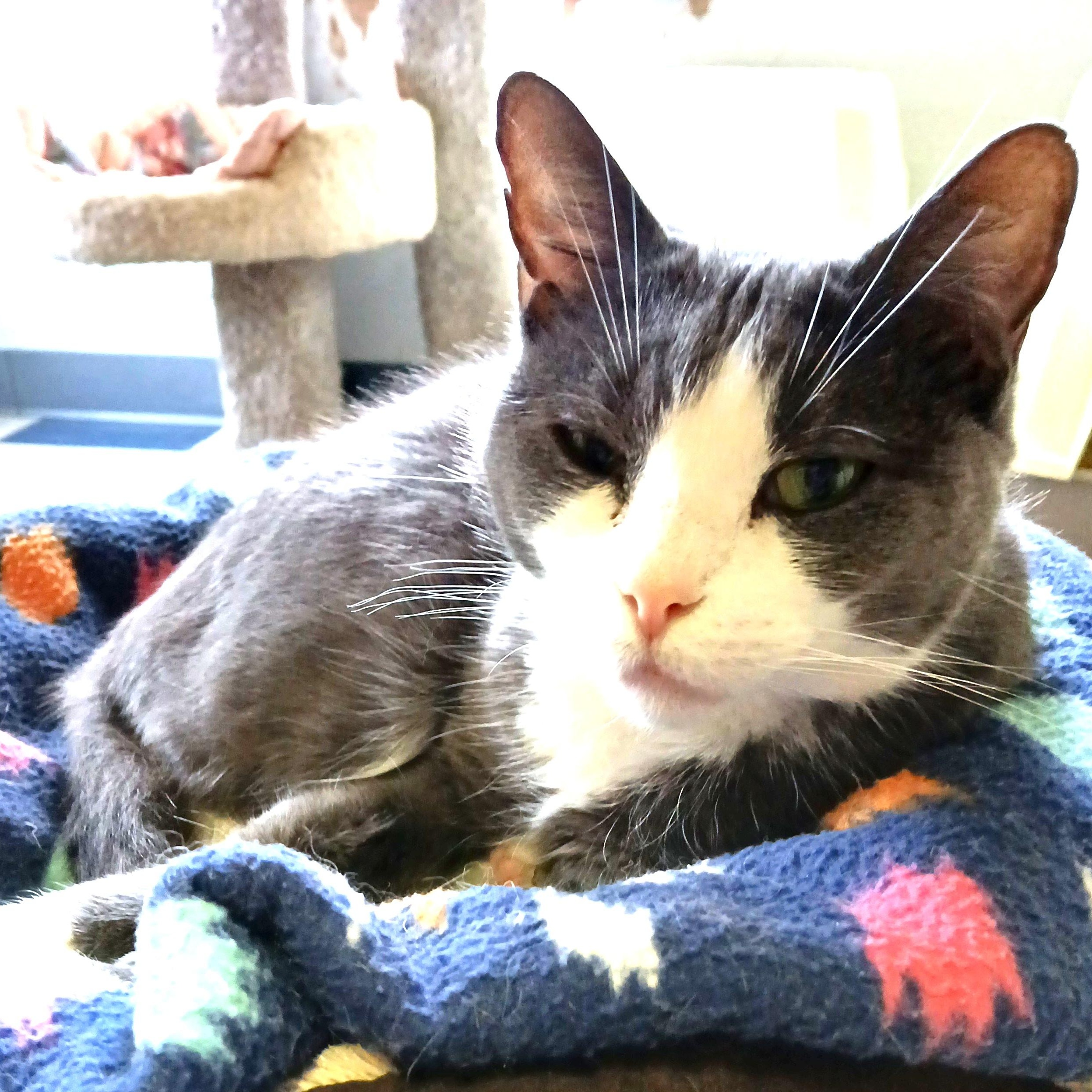 Princess-FeLV+, an adoptable mixed breed in Germansville, PA image 4/4