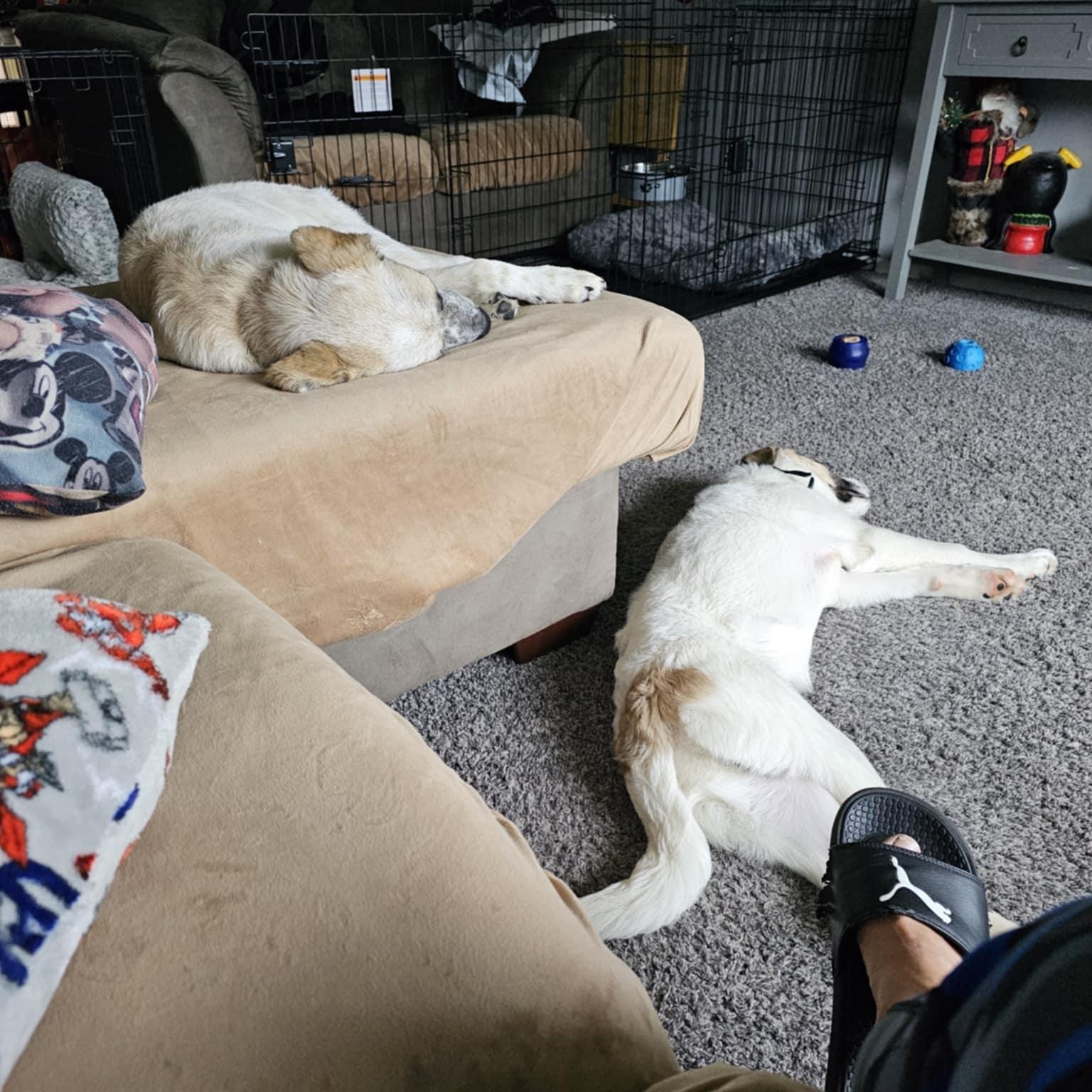 Enlarge Hades, a Adopted mixed breed in Keansburg, NJ image 4/4