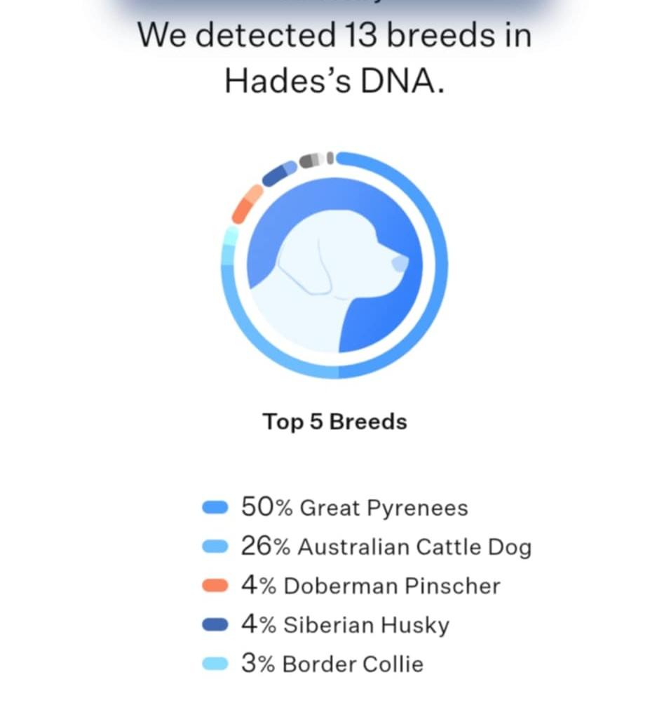 Enlarge Hades, a Adopted mixed breed in Keansburg, NJ image 3/4